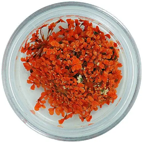 Oranžové květy na nehty – sušené